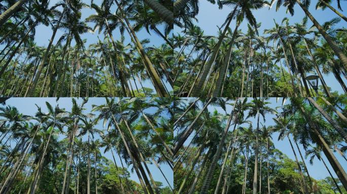 仰视仰拍热带植物园高大的棕榈树林