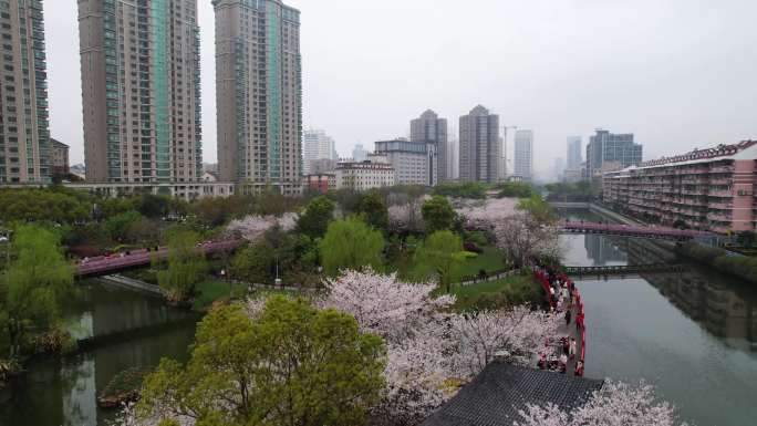 樱花广场航拍