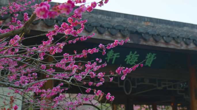 杭州植物园梅花-4k