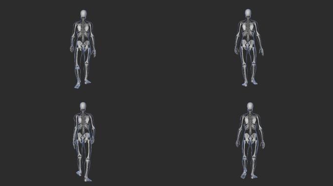 骨架行走的3D动画