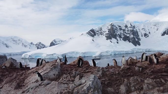南极 冰岛 企鹅