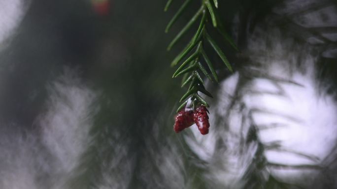 清明时节下雨