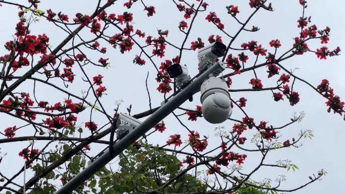 春天来了红木棉花开木棉树下的监控摄像头