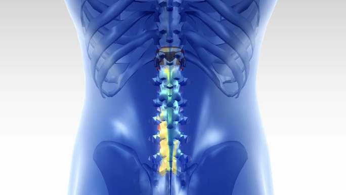 人体背痛三维骨骼穴位脊椎病
