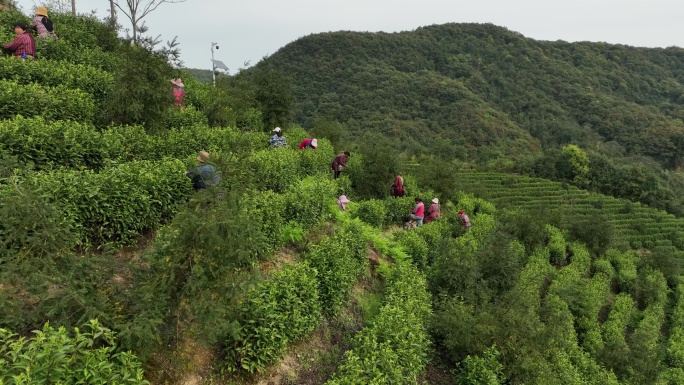 航拍浙江诸暨浣东春天茶山采茶人茶农茶园