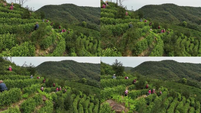 航拍浙江诸暨浣东春天茶山采茶人茶农茶园