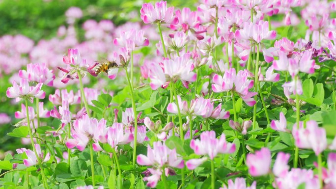 春天遍地花朵、蜜蜂采蜜