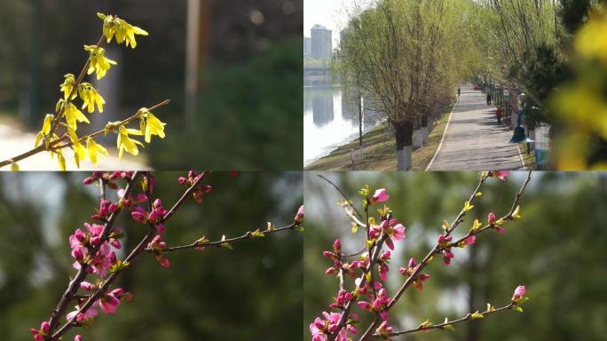 迎春花春天的大运河骑行晨练跳舞挑花盛开