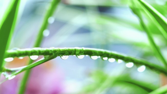 清明谷雨水珠