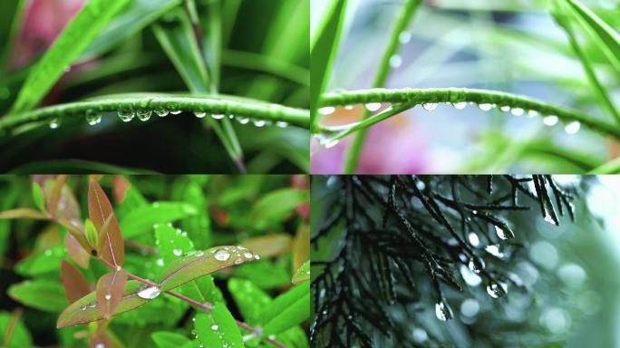 清明谷雨水珠