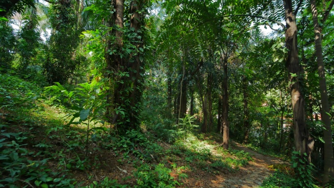 唯美绿野仙踪阳光热带雨林原始森林丛林穿梭