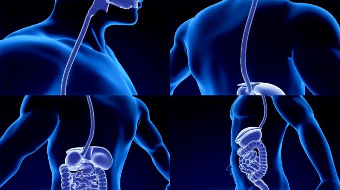 人体消化系统男性机理身体药效功效器官负冲