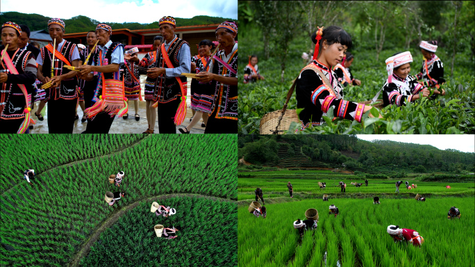 旅游 澜沧拉祜族 稻田 采茶 芦笙舞蹈