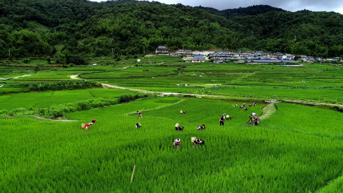 旅游 澜沧拉祜族 稻田 采茶 芦笙舞蹈