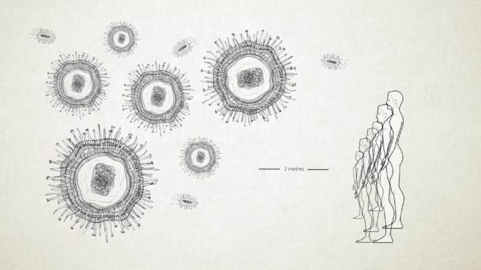 病毒和细菌4K免疫学
