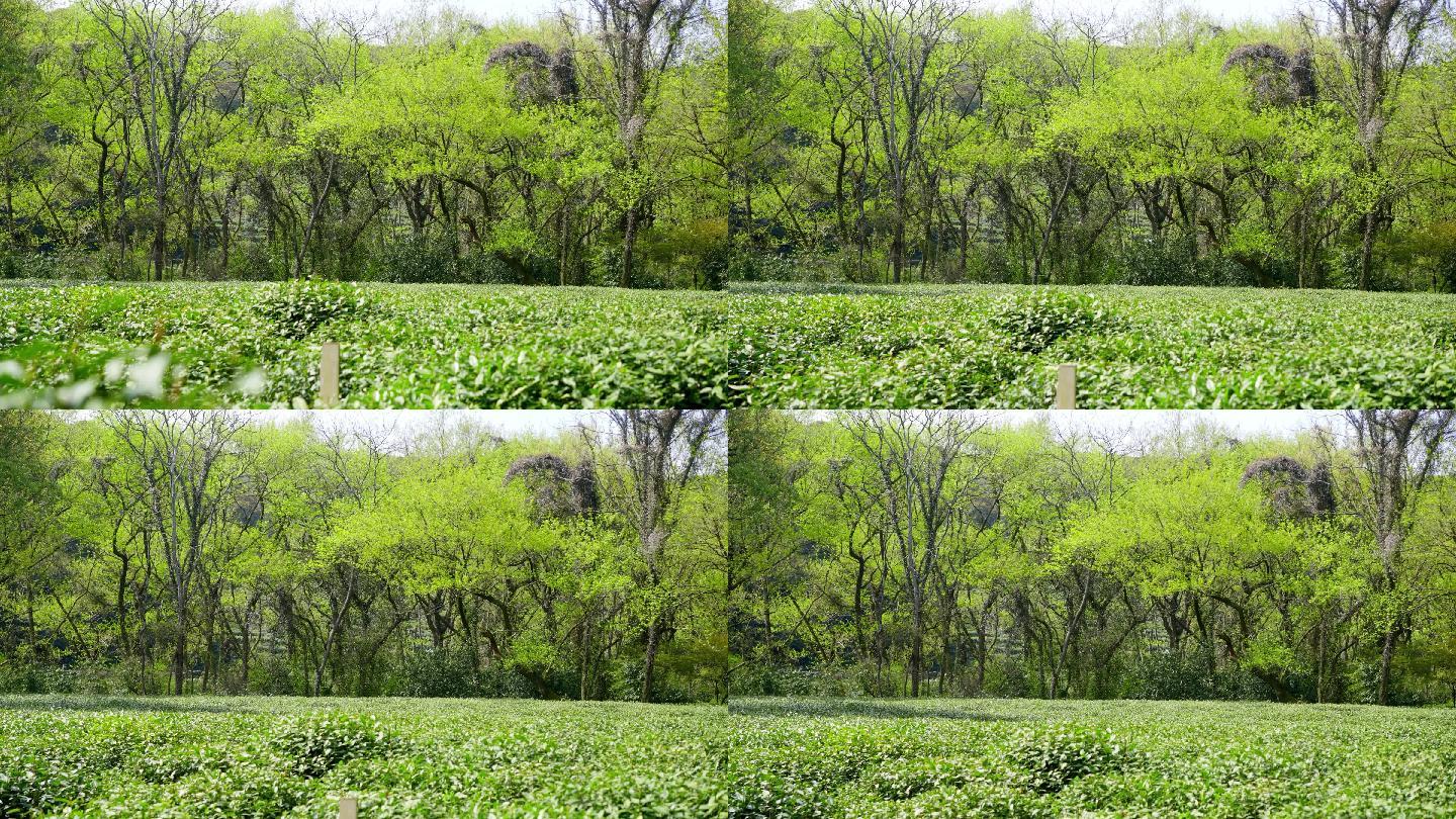 阳光明媚的春天一片生态绿色茶园茶树龙井茶