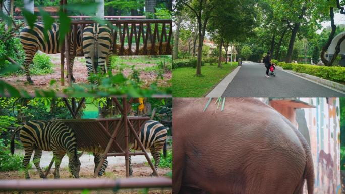 广州动物园动物环境实拍