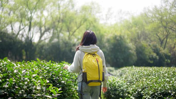 春天年轻女孩郊游绿色茶园边走边欣赏景色