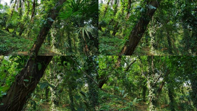 唯美绿野仙踪阳光热带雨林原始森林丛林穿梭