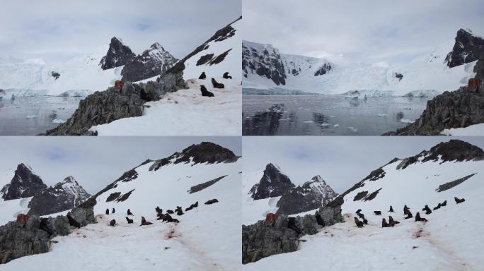 南极 冰岛 海豹群
