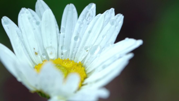 雨中小白菊