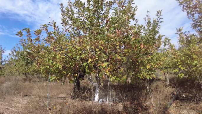 护林员果农给果树喷洒农药防虫防蛀