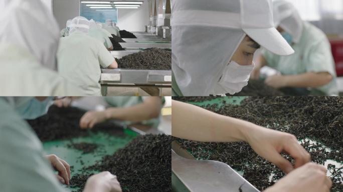 厦门茶厂标准茶叶生产车间