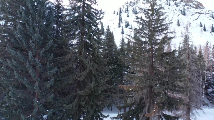 可可托海雪山航拍 白桦林 松树