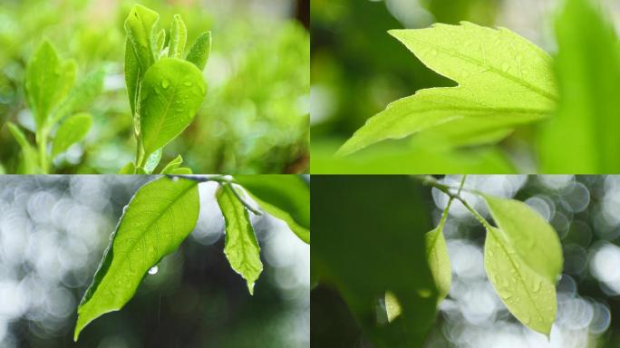 春天植物叶子绿叶