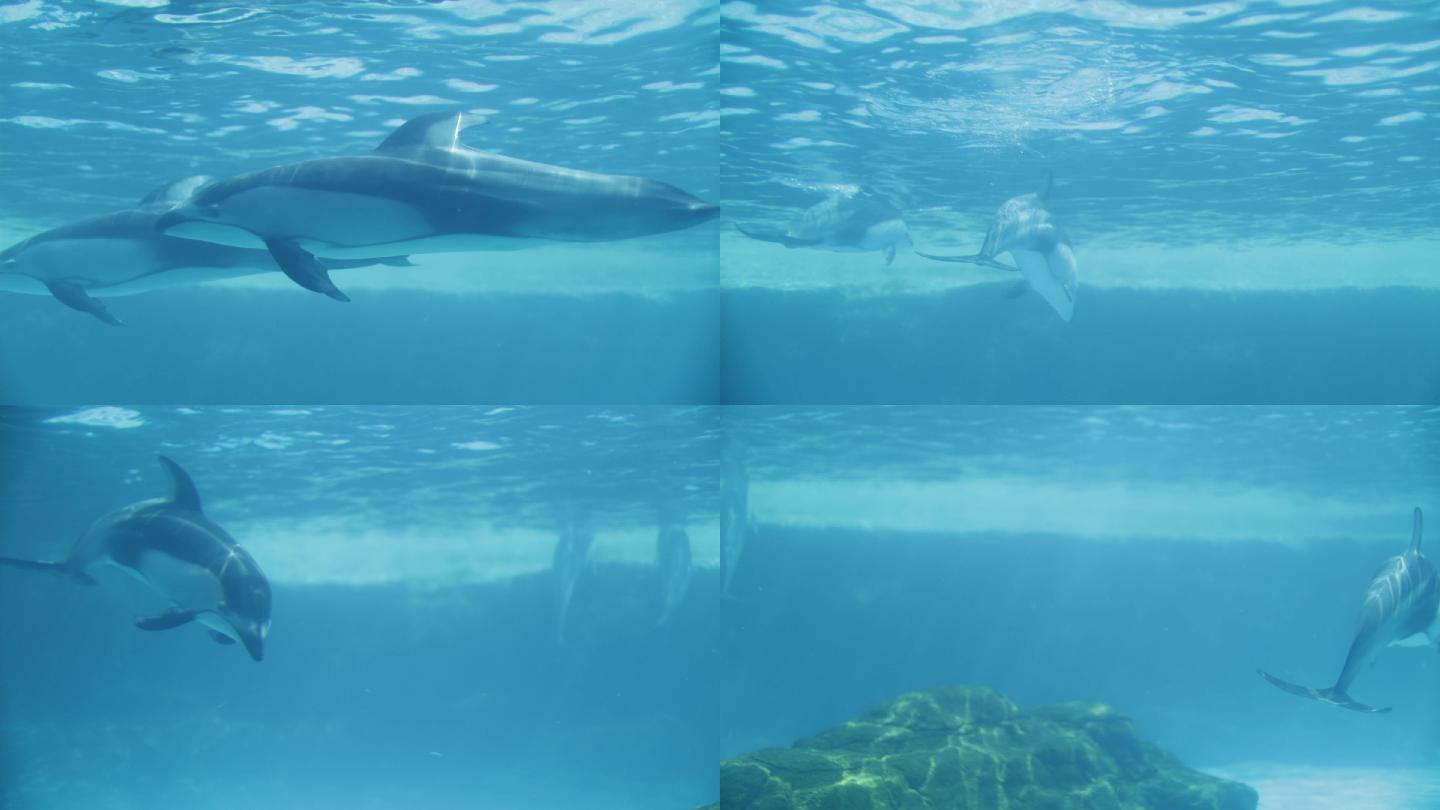 海豚在游泳