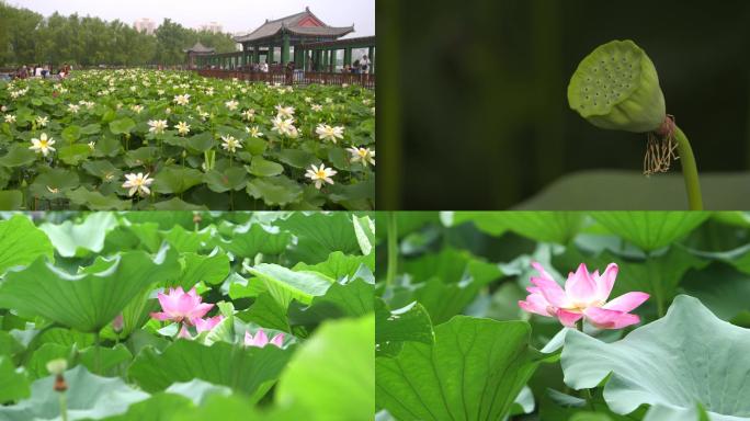 北京莲花池公园 荷花