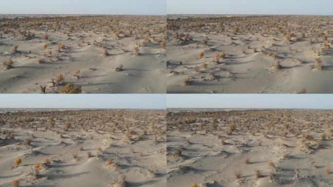 【原创可商用】新疆塔克拉玛干沙漠胡杨林