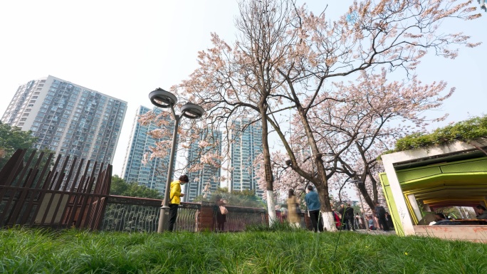 成都春天红星桥泡桐花滑轨延时素材