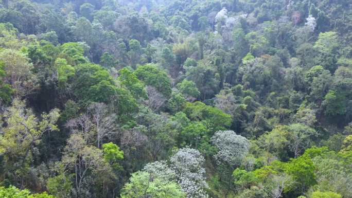 西双版纳热带雨林古茶山航拍