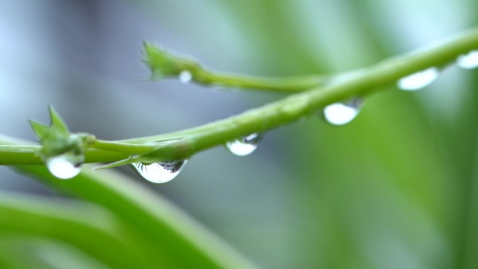 春天雨露