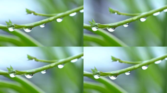 春天雨露