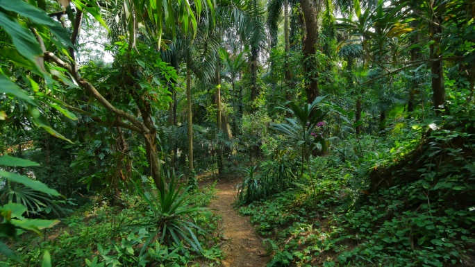 唯美绿野仙踪阳光明媚的热带雨林原始森林