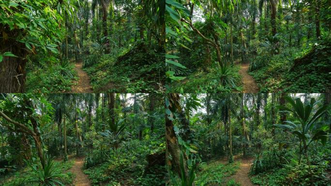 唯美绿野仙踪阳光明媚的热带雨林原始森林