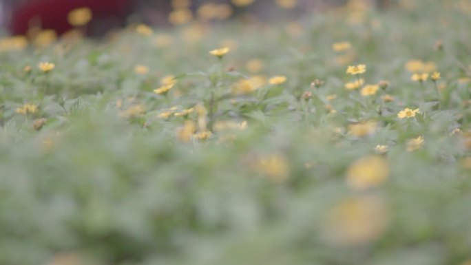 小花野花路边野花野菊花金鸡菊菊唯美风景