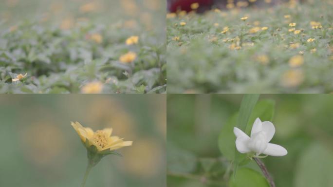 小花野花路边野花野菊花金鸡菊菊唯美风景