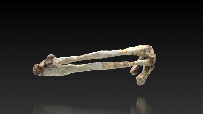 考古旧石器时代清塘少女骨架化石52