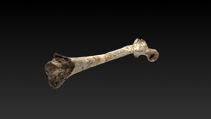 考古旧石器时代清塘少女骨架化石54