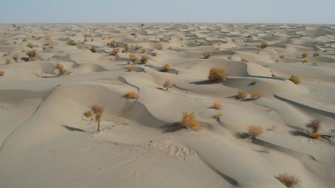 【原创可商用】新疆塔克拉玛干沙漠胡杨林