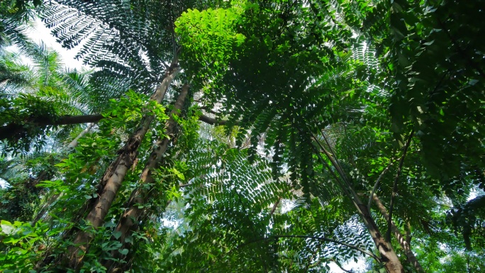 仰视仰拍阳光明媚的热带雨林原始森林