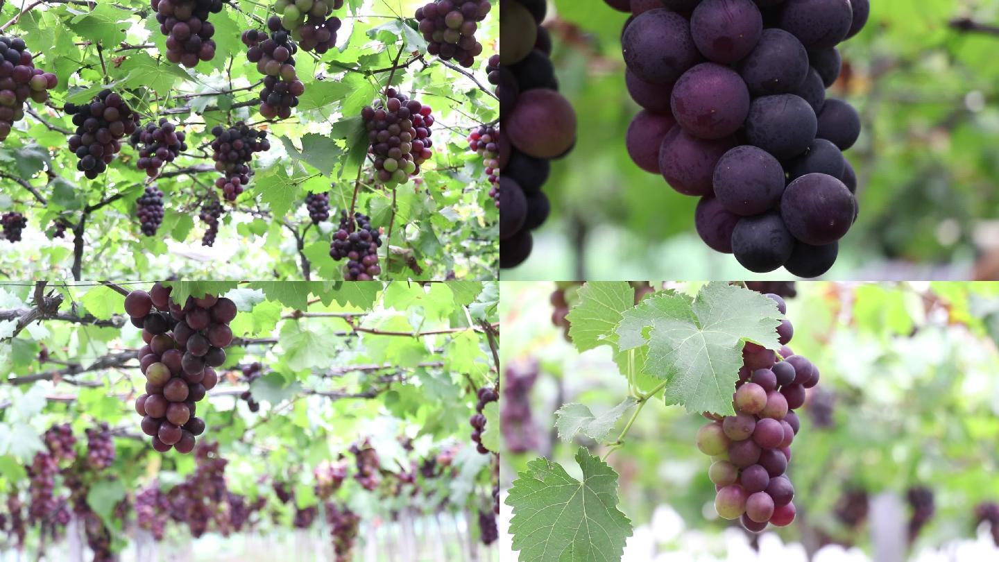 大批葡萄成熟挂满枝头