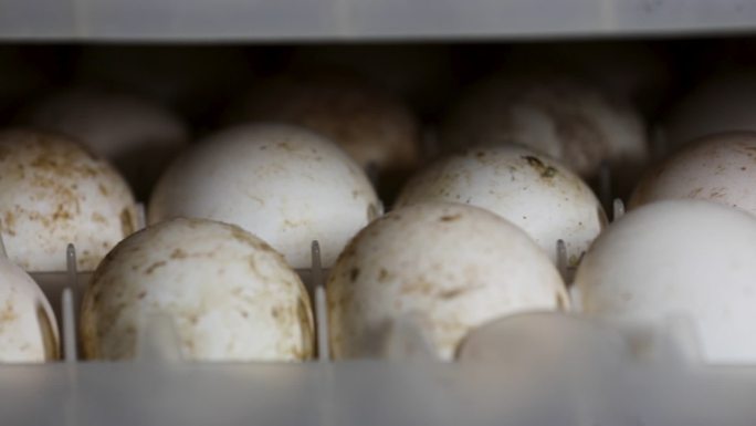 养殖场鸭蛋鹅蛋鸡蛋孵化孵蛋机1