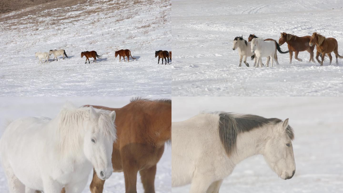 白马  冬季雪原 马群自由驰骋