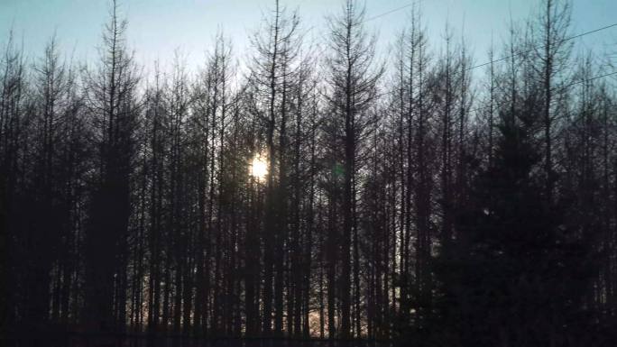 冬日夕阳枯木
