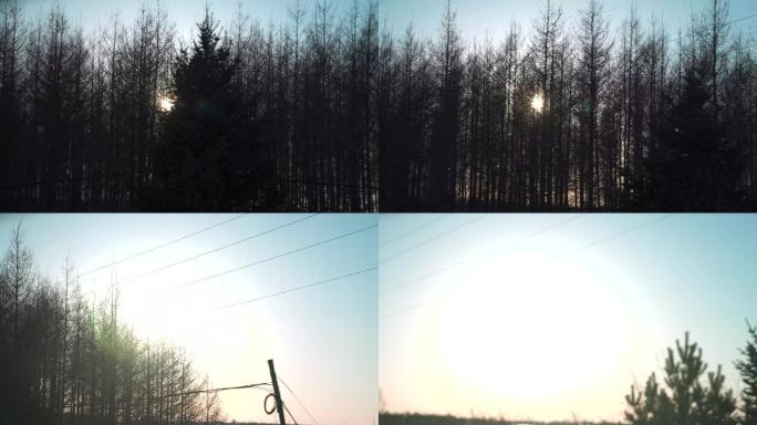 冬日夕阳枯木