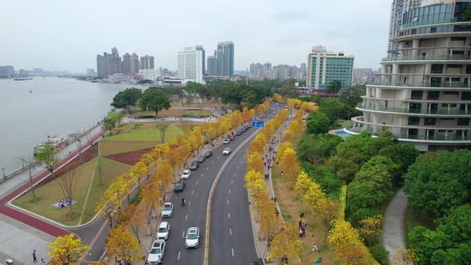 广州洲头咀公园黄风铃树航拍视频素材4K